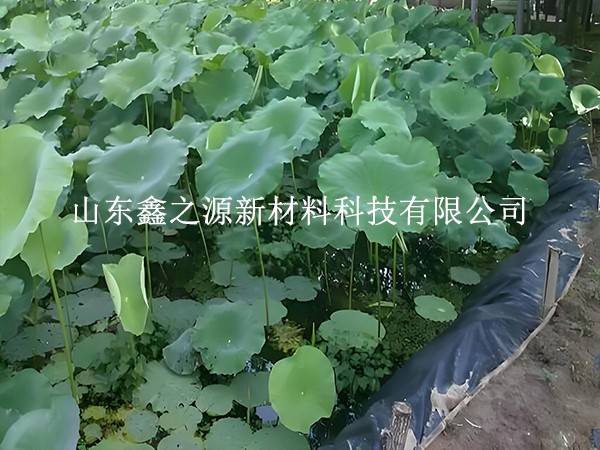 鋪設(shè)魚蝦養(yǎng)殖防滲膜，對養(yǎng)殖效率有這些關(guān)鍵影響